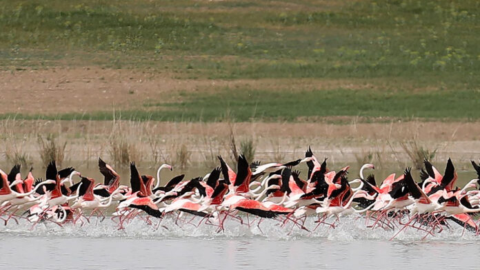 tuz gölü flamingo